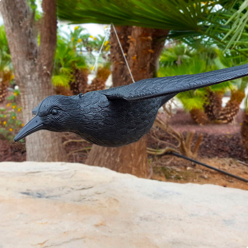 Black Raven