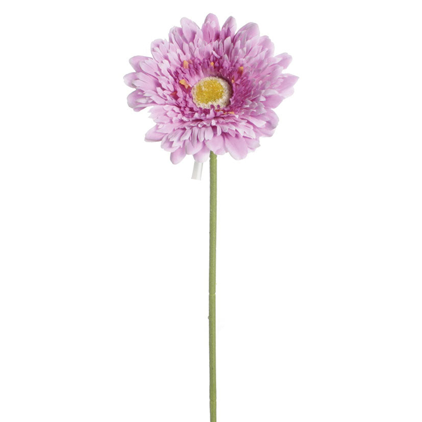 Gerbera stem