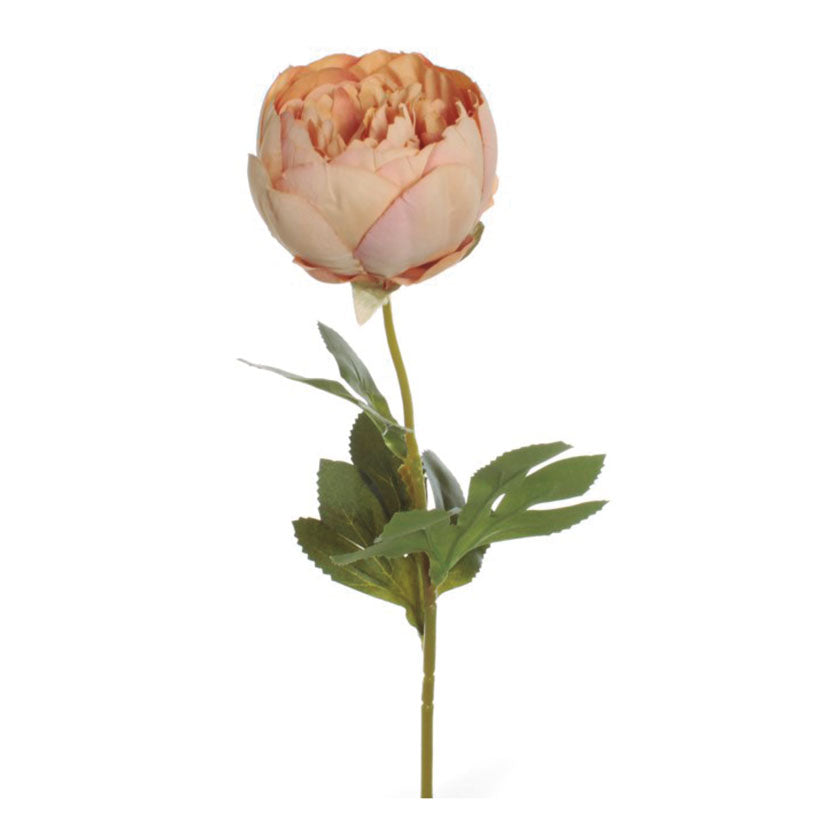 Peony stem