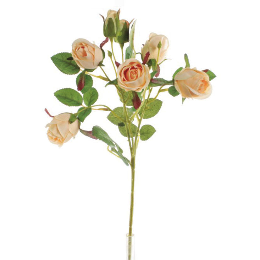 Flowerbed of roses