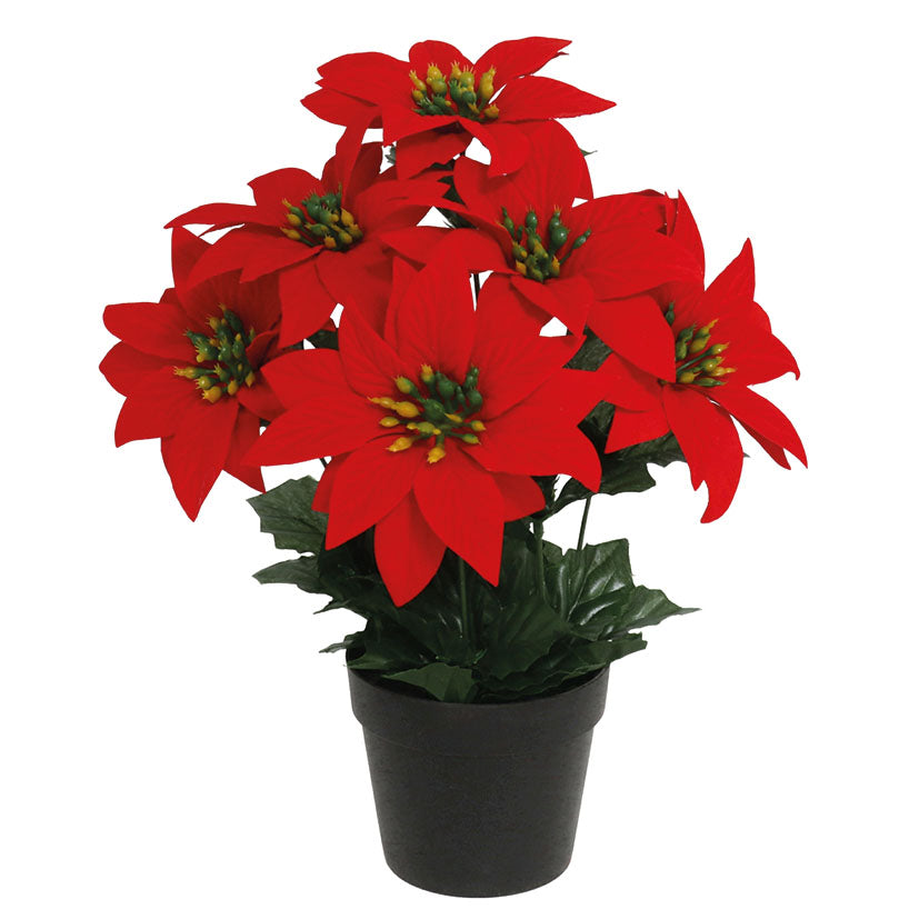 Poinsettia pot