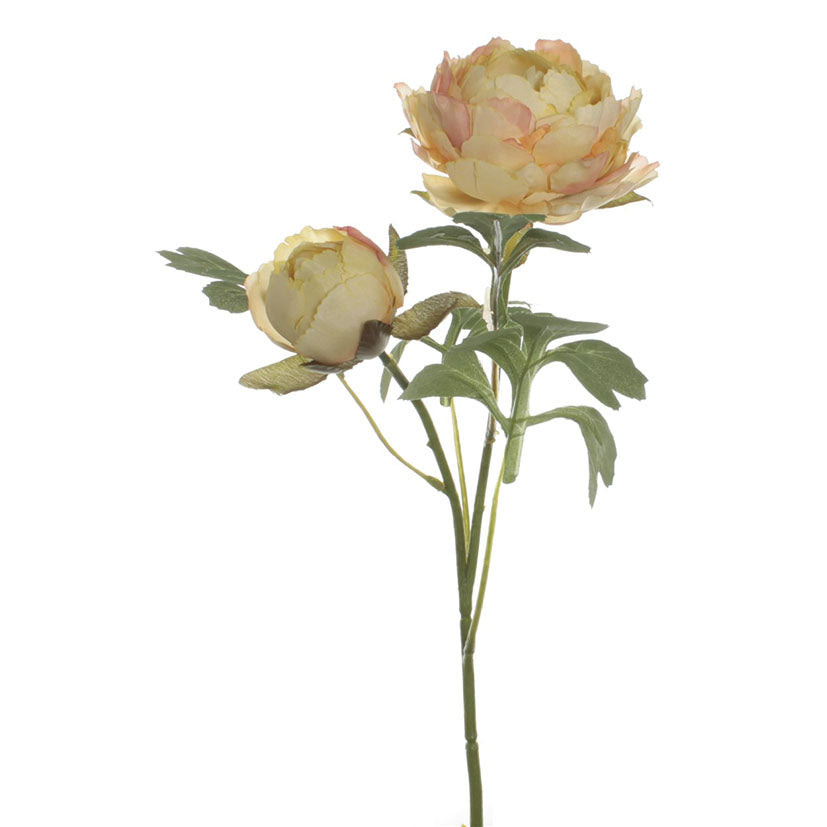 Rod ranunculus