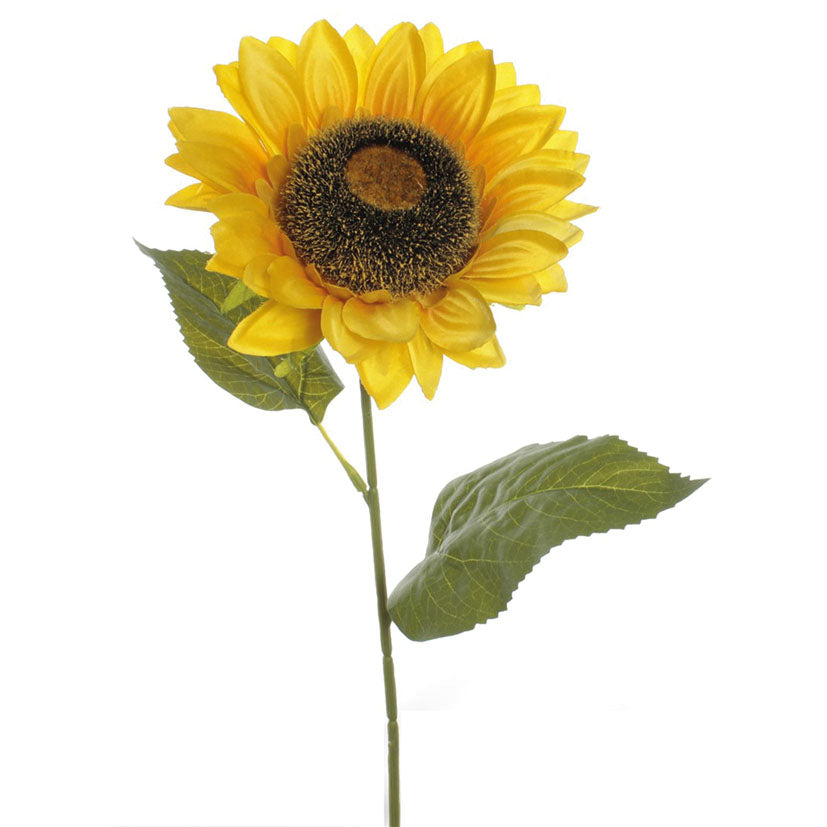 Sunflower stalk