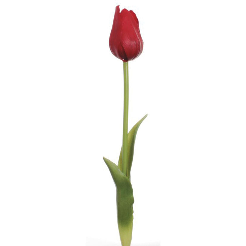 Vara tulipán