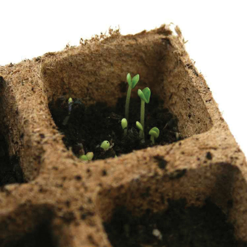 Peat pots