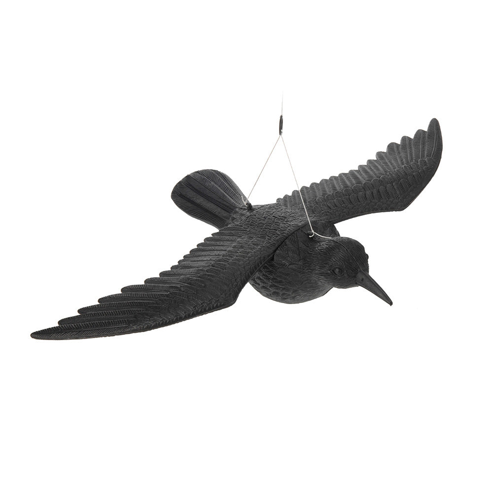 Black crow