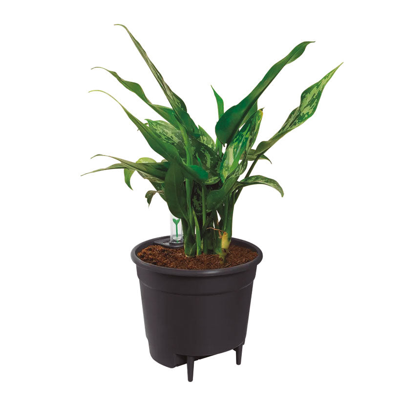 Self-watering insert