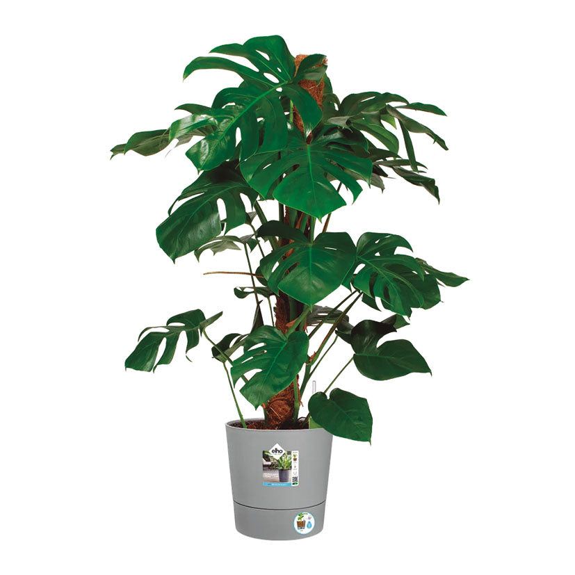 Self-watering pot
